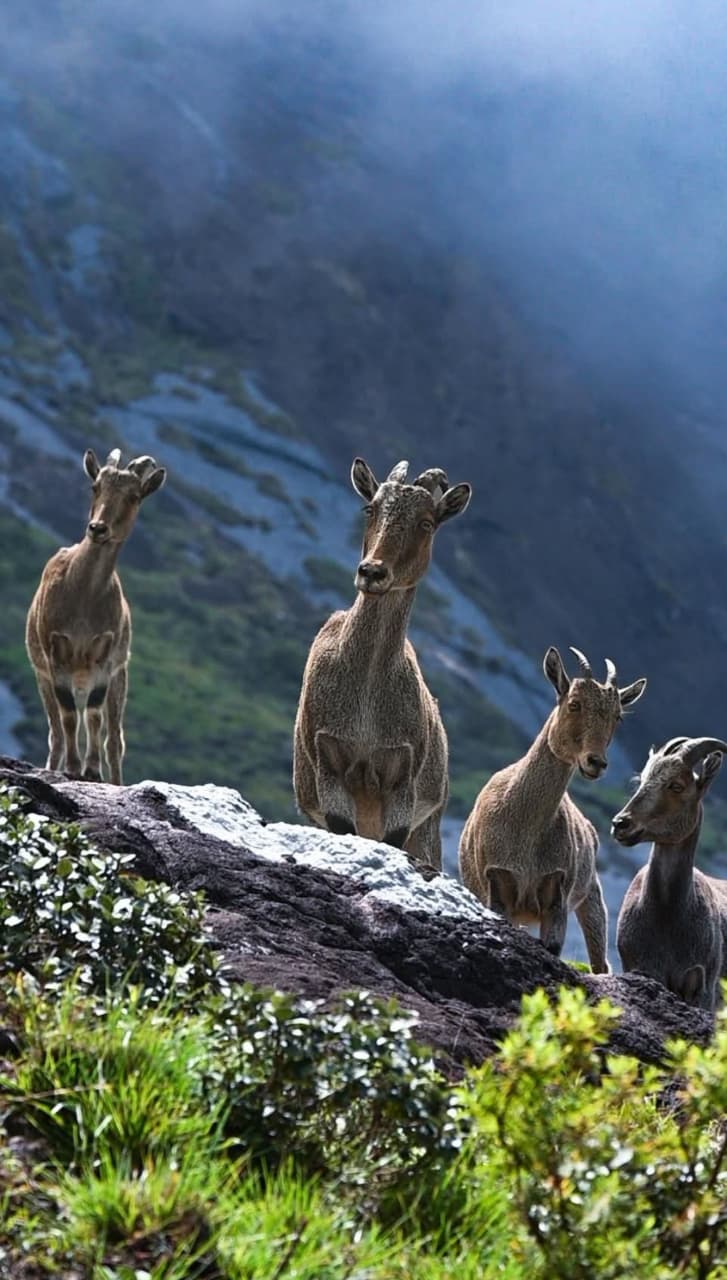 മൂന്നാർ കുളിരണിയുന്നു,പ്രകൃതിയുടെ സൗന്ദര്യത്തെ നെഞ്ചോട് ചേർക്കാനൊരിടം സഞ്ചാരികളുടെ യൗവ്വനം തുളുമ്പുന്ന യാത്രകൾ.